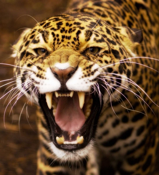 Jaguar rugiendo